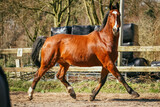 Fototapeta Konie - Brown KWPN gelding trotting  fancy in freedom in arena while looking sassy