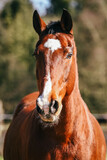 Fototapeta Konie - Frontal picture of bay KWPN gelding with big white marking on head with natural background