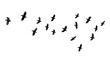 flock of birds flying isolated on transparent background cutout