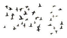 Flock Of Birds Flying Isolated On Transparent Background Cutout