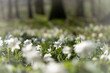 Frühlingserwachen - ein Meer weißer Buschwindröschen vor verschwommenen, weichen Wald - Hintergrund. Aufgenommen an einem Frühlingsmorgen im Eichsfeld (Thüringen).
