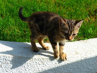 Sticker - Chat grisâtre