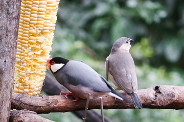 Wall Mural - close up of grey and colourful Silver-eared Mesia birds or can be called Leiothrix argentauris eating corns on a branch