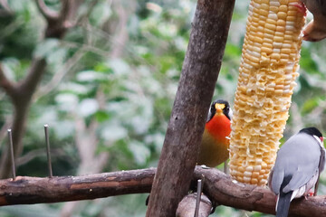 close up of grey and colourful silver-eared mesia birds or can be called leiothrix argentauris eatin