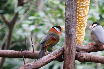 Wall Mural - close up of grey and colourful Silver-eared Mesia birds or can be called Leiothrix argentauris eating corns on a branch