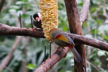 Wall Mural - close up of grey and colourful Silver-eared Mesia birds or can be called Leiothrix argentauris eating corns on a branch