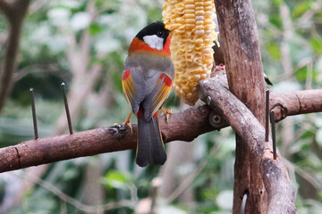 Wall Mural - close up of grey and colourful Silver-eared Mesia birds or can be called Leiothrix argentauris eating corns on a branch