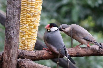 Wall Mural - close up of grey and colourful Silver-eared Mesia birds or can be called Leiothrix argentauris eating corns on a branch