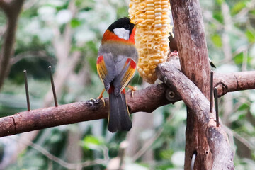 Wall Mural - close up of grey and colourful Silver-eared Mesia birds or can be called Leiothrix argentauris eating corns on a branch