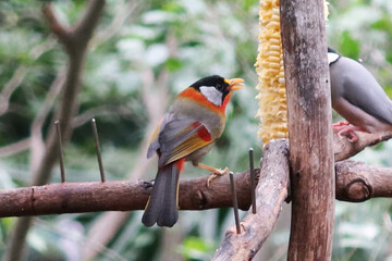 Wall Mural - close up of grey and colourful Silver-eared Mesia birds or can be called Leiothrix argentauris eating corns on a branch