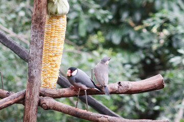Wall Mural - close up of grey and colourful Silver-eared Mesia birds or can be called Leiothrix argentauris eating corns on a branch