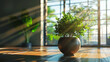 indoor interior tree a pot icon icon on a office space, sunlight,looking attractive