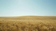 Photograph an expansive wheat field with a simple, clear sky, emphasizing the beauty of agricultural landscapes