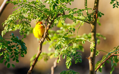 Wall Mural - small yellow goldfinch on tree branch