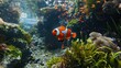 Undersea clownfish and coral one