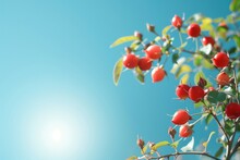 A Branch With Red Berries On It Against A Blue Sky