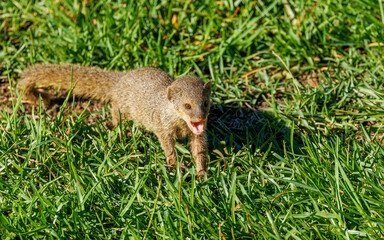 Wall Mural - cute mongoose rodent in grass