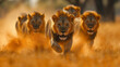 pack of ferocious lions running forward