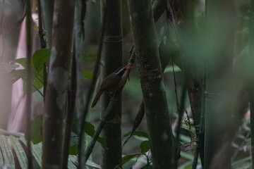 Brown-crowned scimitar babbler (Pomatorhinus phayrei) at Namdapha National Park, Arunachal Pradesh, India