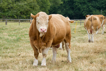 Sticker - large brown and white bull with a ring though his nose