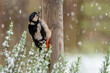 great spotted woodpecker perched on a wooden pole in winter