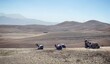 dromedaries resting in the desert of Morocco