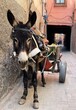 domestic donkey and his cart in the streets of Marrakech
