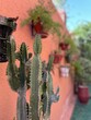cactus in a hanging garden in Marrakech