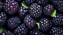 Mature Blackberries: The Beauty Of Nature. 