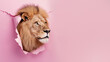 Side profile of a lion showcased against a pink backdrop, illustrating thoughtfulness and majesty