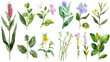 Botanical Watercolor Collection of Greenery