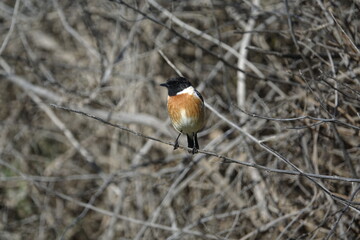 Wall Mural - male stonechat (Saxicola torquata) island of Mallorca in early spring