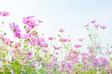 pink cosmos flowers full blooming in summer garden,field of cosmos flower on blue sky background,sel