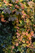 Winobluszcze przebarwione jesienią, Parthenocissus