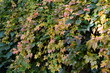Winobluszcze przebarwione jesienią, Parthenocissus