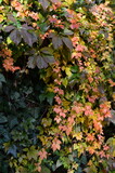 Fototapeta  - Winobluszcze przebarwione jesienią, Parthenocissus