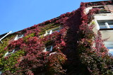 Fototapeta Niebo - Winobluszcz trójklapowy przebarwiony, na budynku