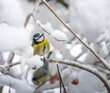 Blue tit bird sitting on a snow covered apple tree