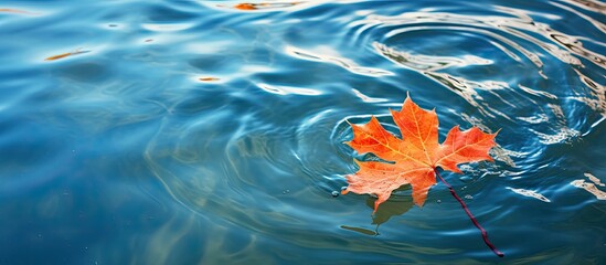 Wall Mural - An aquatic plant resembling a maple leaf peacefully floats on the electric blue liquid of a lake, creating a beautiful natural landscape art pattern