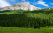 a black horse grazes in the high mountains