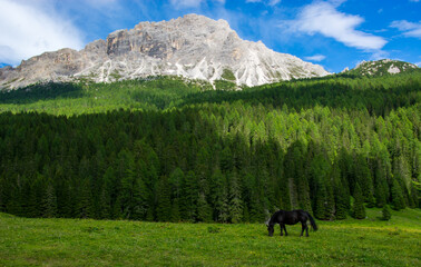 Wall Mural - a black horse grazes in the high mountains