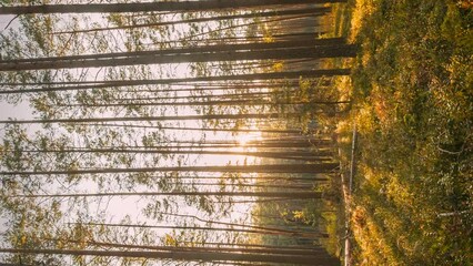 Sticker - Time Lapse. Beautiful Sunset Sun Sunshine In Sunny Autumn Forest. Sunlight Sunrays Shine Through Woods In Forest Landscape. View From Fallen Tree Trunk. Belarus, Berezinsky Biosphere Reserve. .
