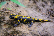 Fire Salamander in the forest