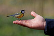 Feeding the birds in the hands