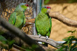 Lilac-Crowned Amazon or Finsch's parrot is a parrot endemic to the Pacific slopes of Mexico
