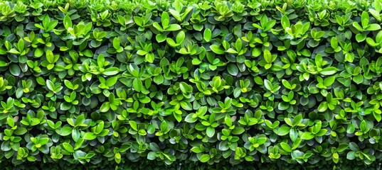 Wall Mural - Close up of lush green hedge wall with small leaves in garden, eco friendly evergreen background