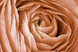 Nahaufnahme von den Blütenblättern einer Rose in Peach Fuzz Pfirsichflaum