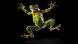 An Amazonian tree frog leaps high into the air, captured in vibrant action against a striking black background, showcasing its agile motion