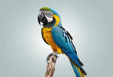 Parrot, Blue Yellow Macaw, Transparent Background, Isolated, Tropical Bird,  