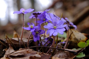 Canvas Print - Group of the anemone hepatica kidneywort - violet spring flowers